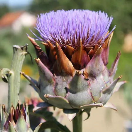 아파트 Sabadin 포르토로즈