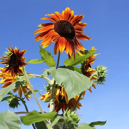 Sabadin Appartement *