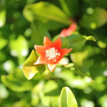 Sabadin Appartement Portorož