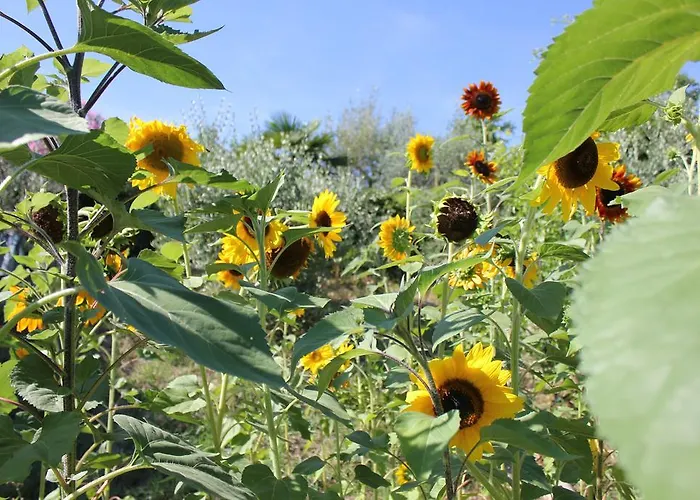 Sabadin Daire Portorož