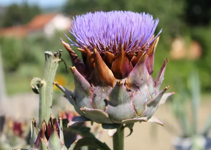 Appartement Sabadin Portorož