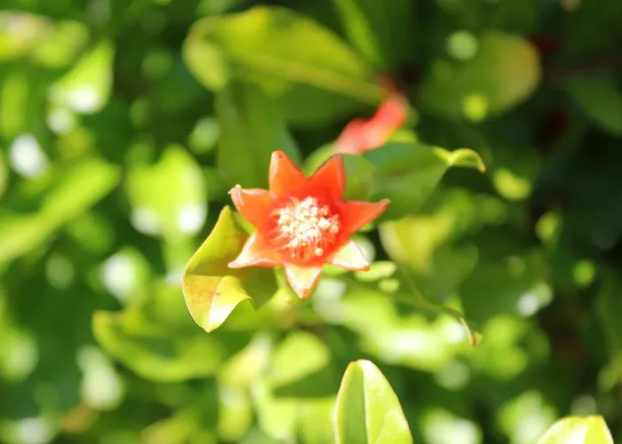 Sabadin Daire Portorož